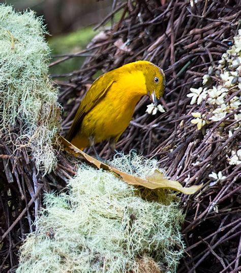 Golden Bowerbird Sounds And Calls Wild Ambience Wildlife Sounds
