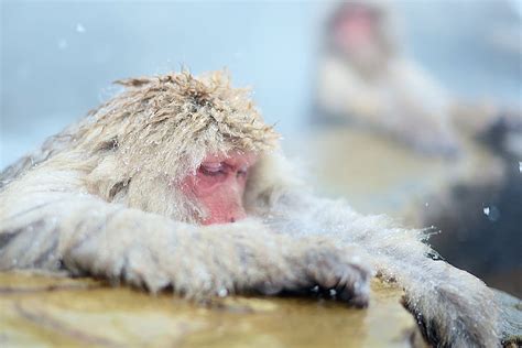 Sleep Monkey Winter Cold Hairy Warm Beauty Sleeping Ape