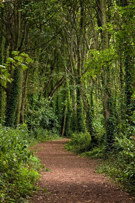 Forest Trail Trees Free Stock Photo Public Domain Pictures