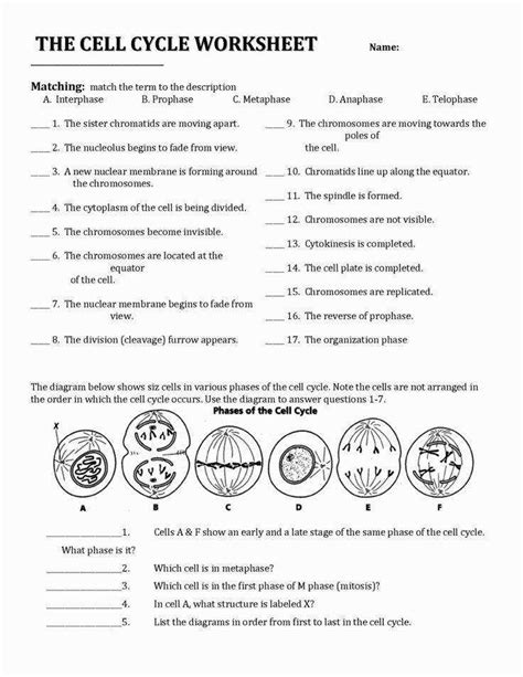 Animal cell coloring key ii. Mitosis Worksheet | Homeschooldressage.com