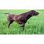 Pointer Dog  Breed Information Health Appearance Personality & Cost