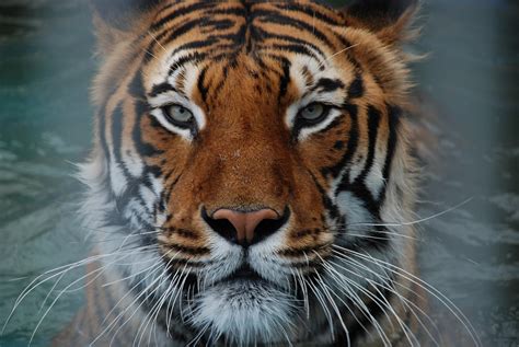 Tiger Big Cat Animal Free Photo On Pixabay Pixabay