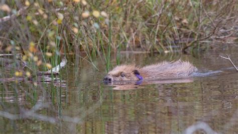 more beavers reintroduced to knapdale forest bbc news
