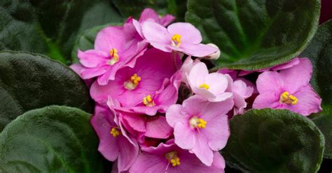How To Grow Beautiful African Violets Facty