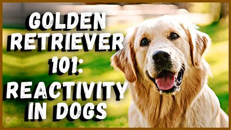 Golden Retriever 101 Reactivity In Dogs Youtube