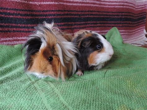 2 Gorgeous Young Female Guinea Pigs For Adoption In Kenley London