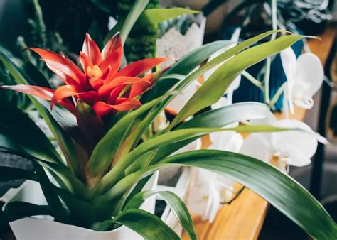 14 Best Flowering Houseplants Houseplant Heaven