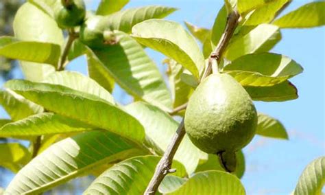 The amount of fruit the tree produces increases as the guava matures, with harvests of multiple bushels common. Guava Tree: Nutritious Tropical Fruit At Home | Epic Gardening