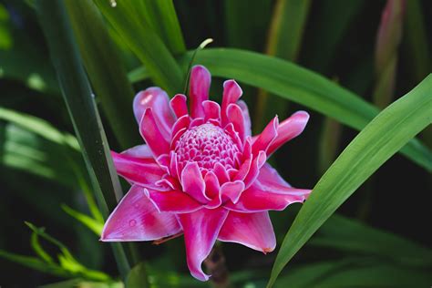 ginger flower meaning best flower site