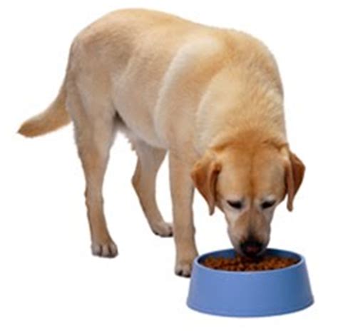 How often should i feed my puppy? How Often Should I Feed My Dog? | Dog Tag Art