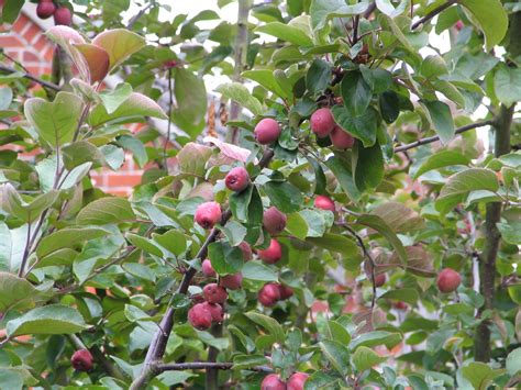 Buy apple trees online with delivery right to your door. Mark's Veg Plot: Crab Apples