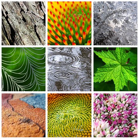 Patterns And Textures In Nature