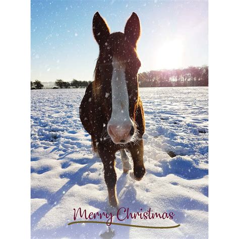 Horse Christmas Cards Horses In The Snow Mixed Pack Of 12