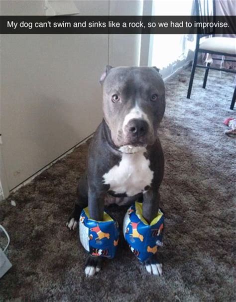 17 Best Images About Pit Bull Love On Pinterest