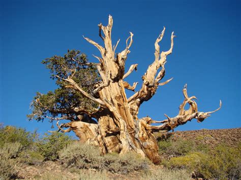The Ancient Bristlecone Pines Picturesque Photo Views