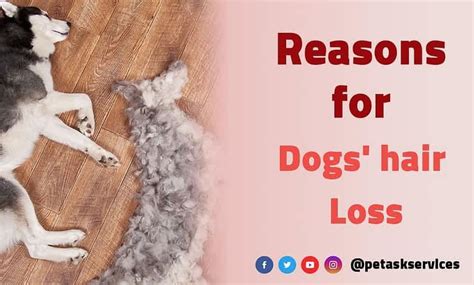 The Most Common Causes Of Hair Loss In Dogs Dog Hair Loss Hair Loss