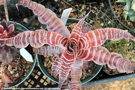 Please, please do not poach plants. Succulents and More: Annual pilgrimage to Poot's Cactus ...