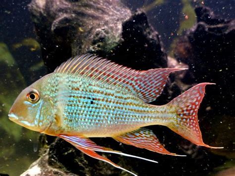 Geophagus Surinamensis Cichlid Goodjoseph Live Fish Store