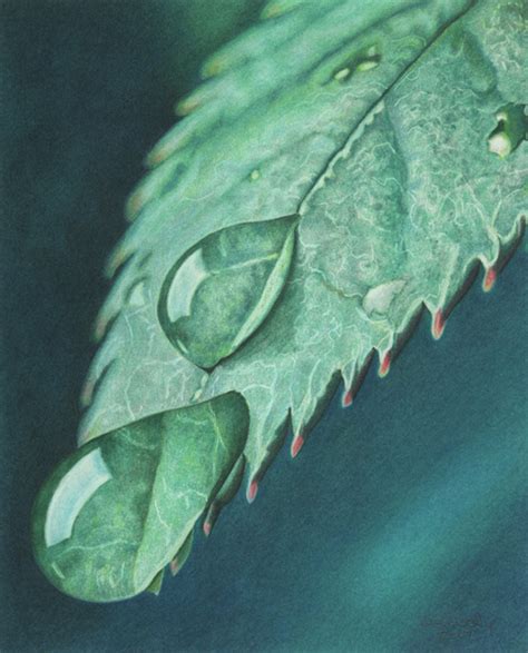 Drawing Basics Colored Pencil Drawings Of Natural Objects Artists Network