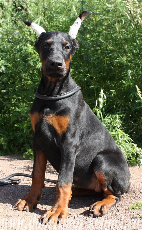 May 21 2017 Dobermann Puppies From Pride Of Russia Dragan X Ursela Iz