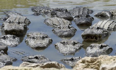 Alligators May Not Have Changed Much In 8 Million Years Mashable