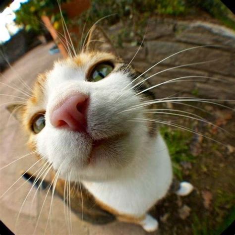 18 Curious Cats Hilariously Bumping Into Cameras Cute Cats Funny