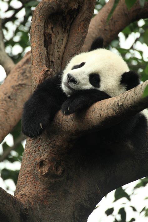 Image Result For Pictures Of Baby Pandas Sleeping Panda Bear Giant