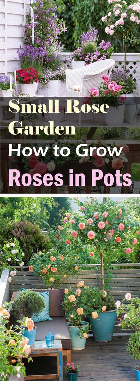 How To Grow A Small Rose Garden On Balcony Patio And Rooftop Garden