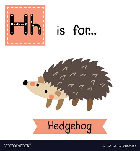 Letter H Tracing Hedgehog Royalty Free Vector Image