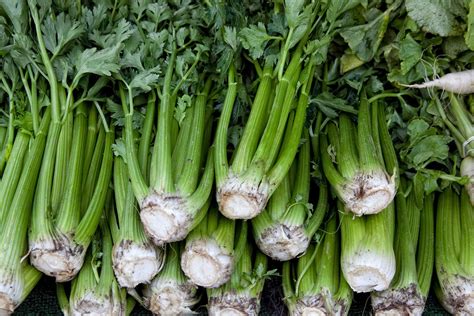 How To Grow Celery 5 Steps