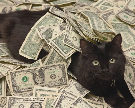 Cash Cats Mirror Online