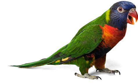 Parrot Png Transparent Images Pictures Photos Png Arts