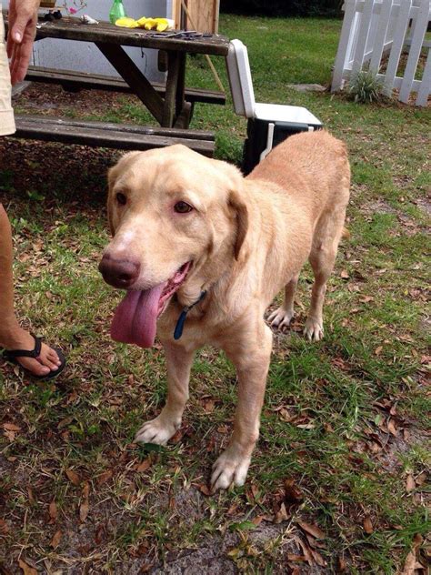 Under contract with guidewell for florida blue has its ups and downs. #Founddog 9-4-14 #Cove #FL male Blue collar Obedient ...