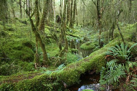 Free Images Tree Swamp Wilderness Stream Jungle