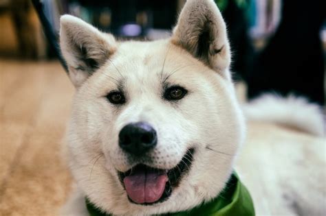 Akita Inu Uma Raça De Cachorro Leal Companheira E Protetora