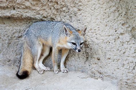 Gray Fox Urocyon Cinereoargenteus Photograph By Larry Ditto Fine Art