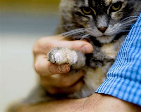 Fur Flies Over Proposed Ban On Declawing Cats