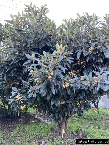 Buy Loquat Nagasakiwase Fruit Tree Eriobotrya Japonica
