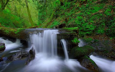 Forest Trees River Stream Waterfall Wallpaper
