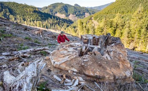 The Connection Between Clearcut Logging And Canadas Hottest Day On