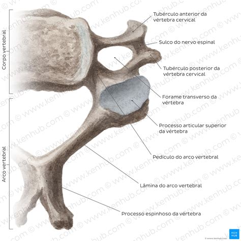 Coluna Cervical Anatomia Ligamentos Músculos E Nervos Kenhub