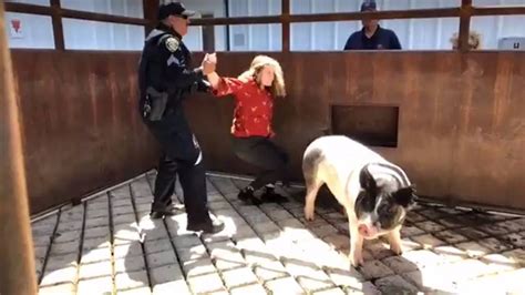 Slo Activist Tries To Save Pig From Cal Poly Slaughterhouse San Luis