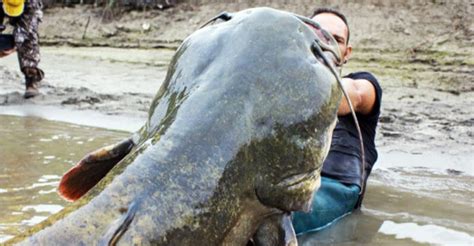 Fishermans Epic Battle With Monster Reels In Giant Catfish