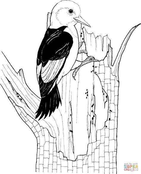 Red Headed Woodpecker Coloring Page Free Printable Coloring Pages