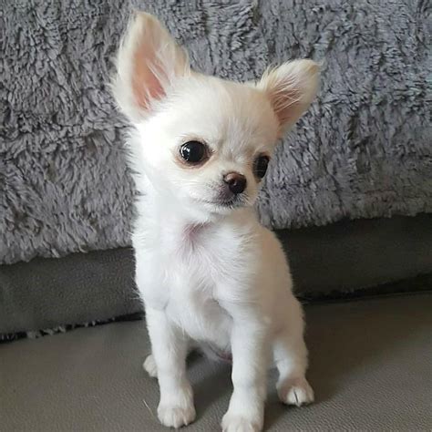37 Chihuahua Puppies Ny Image Bleumoonproductions