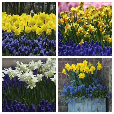 Perfect Pairs 3 Ways To Combine Muscari With Tulips Or Daffodils