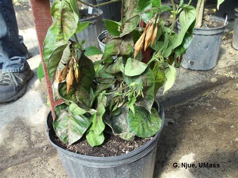 Mandevilla Anthracnose Center For Agriculture Food And The
