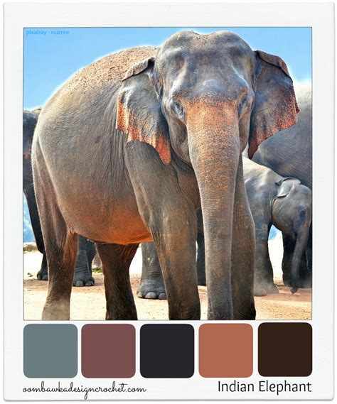 Elephant Color Bilscreen