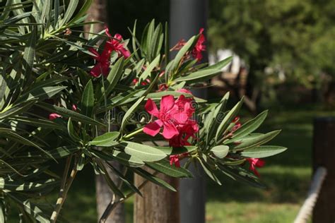 Close Up View Red Oleander Or Nerium Flower Stock Photo Image Of