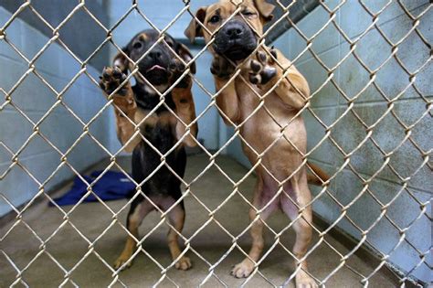 North little rock, ar 72116 at park hill pet clinic the doctor and staff are extremely competant, caring and professional. North Little Rock shelter's desperate plea gets big response